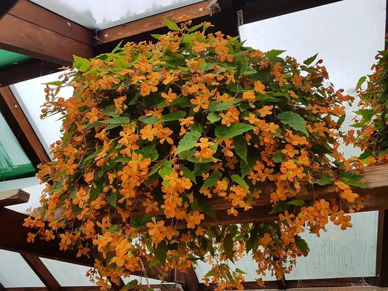 image Begonia Sutherlandii - бегония оранжева дребноцветна (075)
